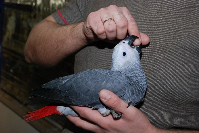 Яйца попугая жако