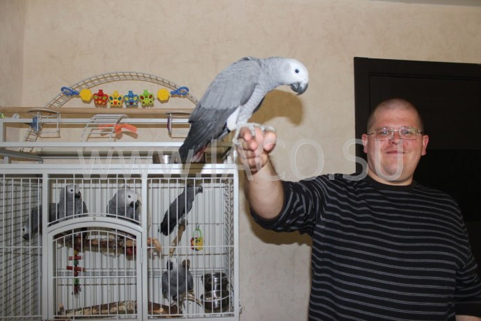 Попугай жако домашний