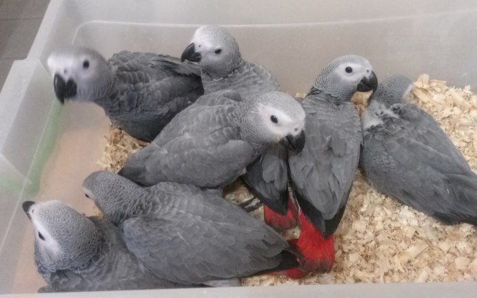 Краснохвостый жако Королевский