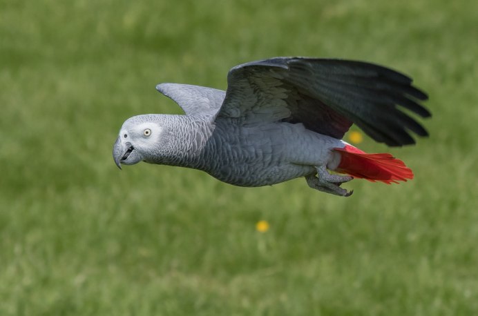 Картинка African Grey Parrot попугая