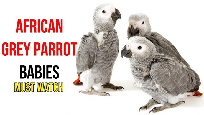 African Grey Parrot попугай