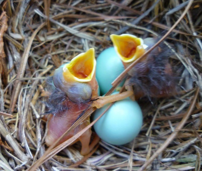 KOOKOO Birds яйцо