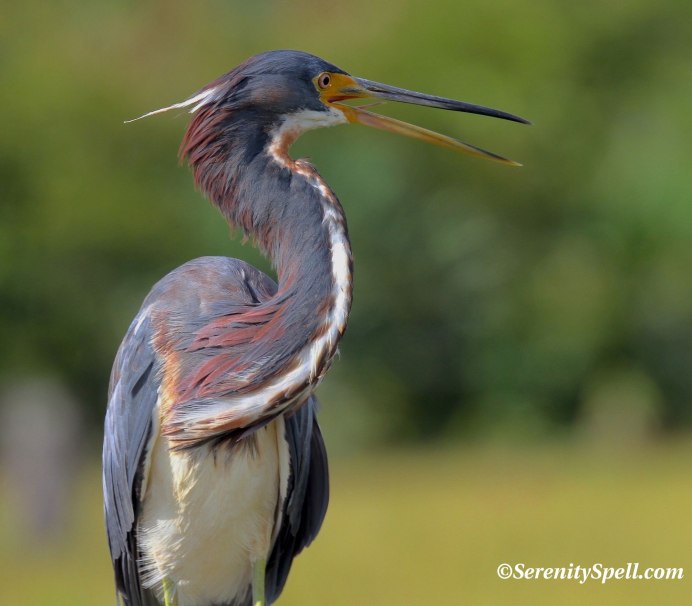 Agami Heron
