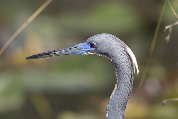 Tricolored Heron