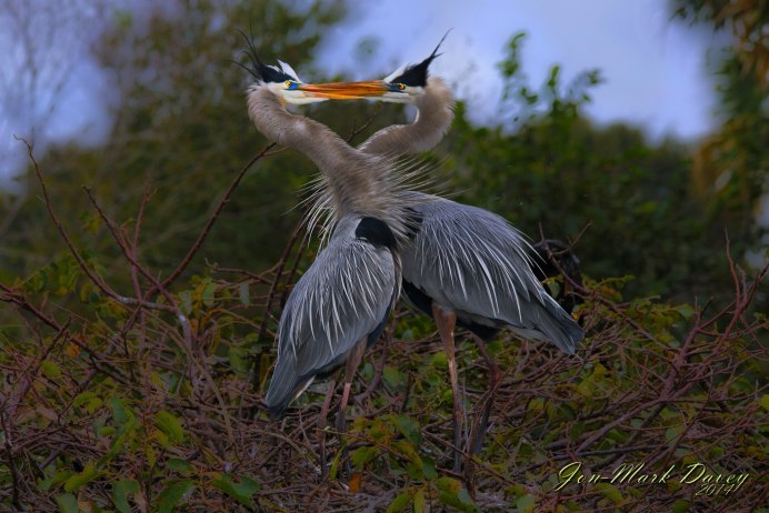 Great Blue Heron птица