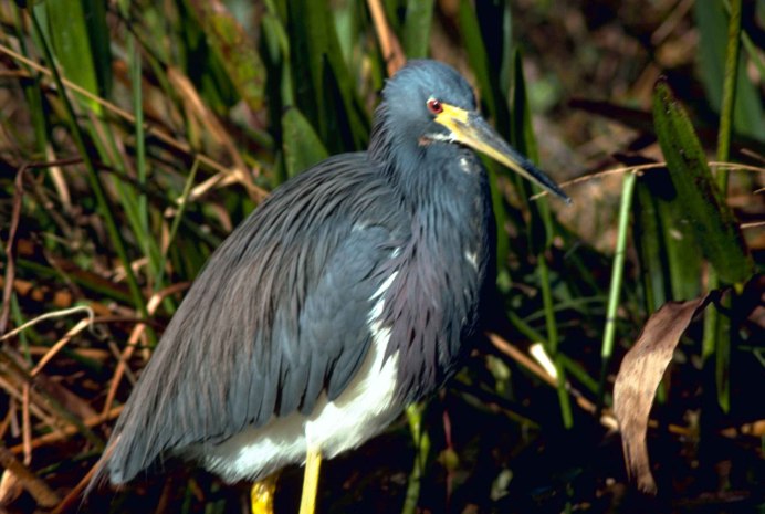 Louisiana Heron - Луизианская цапля