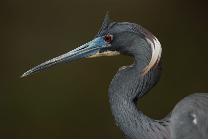 Tricolored Heron