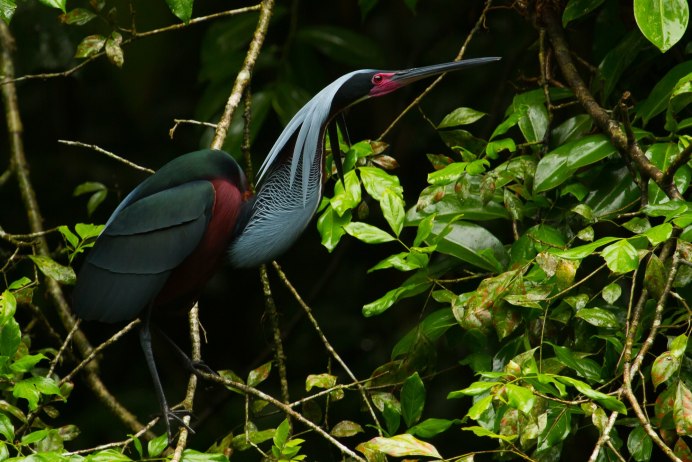 Tricolored Heron