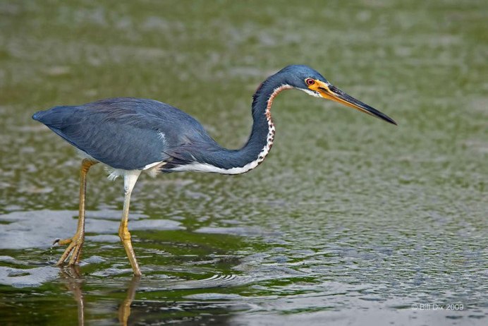 Egretta Tricolor