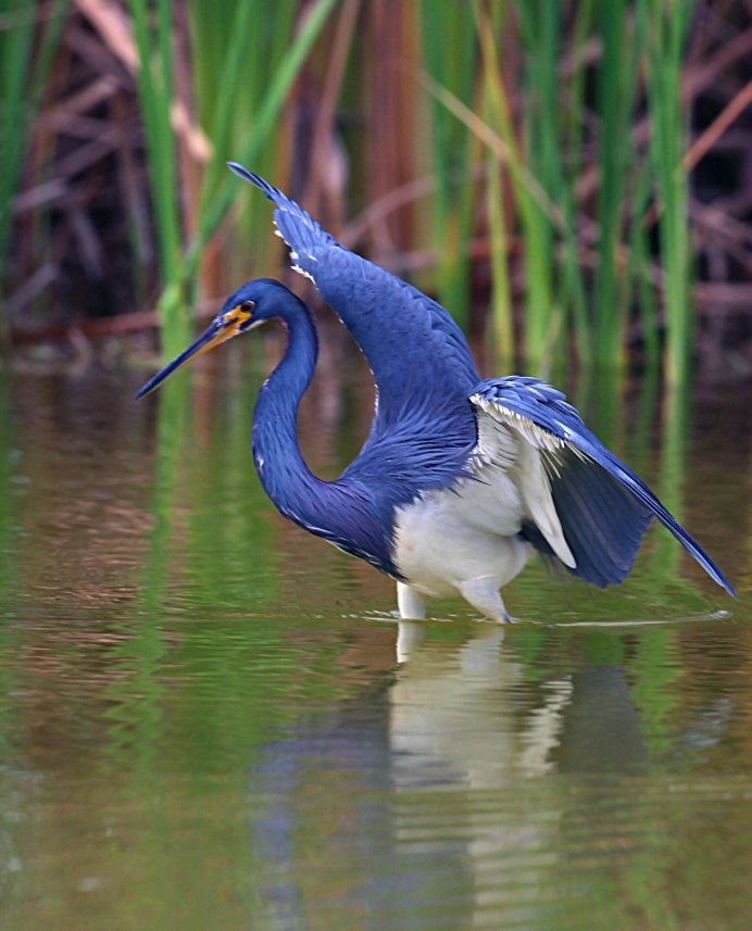Great Blue Heron птица