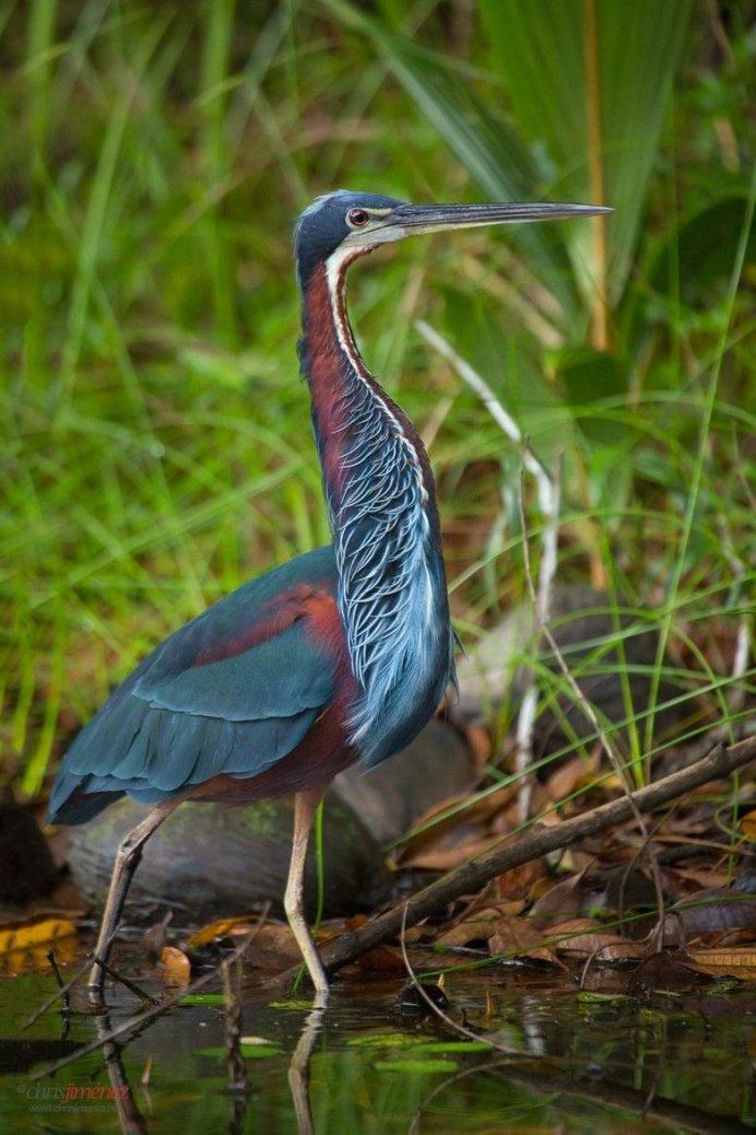 Egretta Tricolor occidentalis Huey