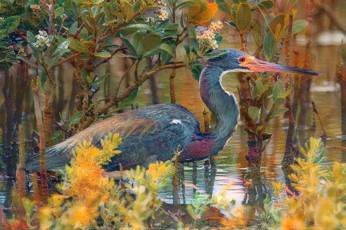 Egretta Tricolor