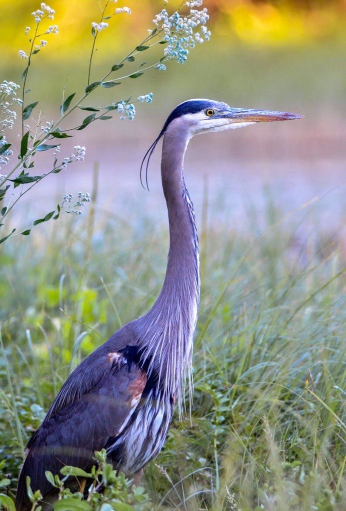 Heron Tampa, FL, США жилой комплекс цапля