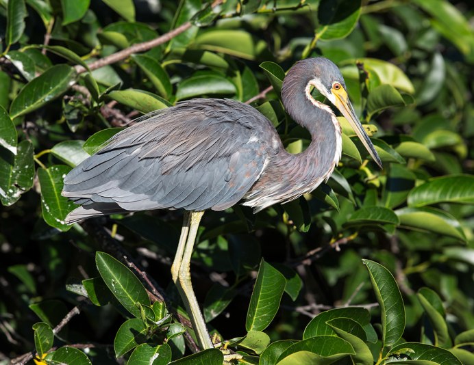 Egretta Tricolor occidentalis Huey