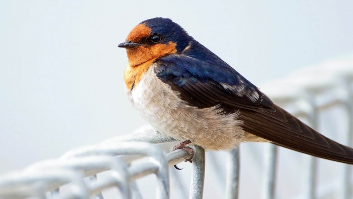 Graphic swallow PNG