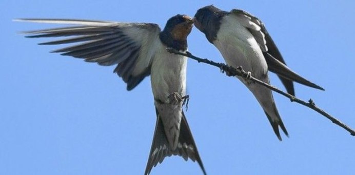Ласточки над водой