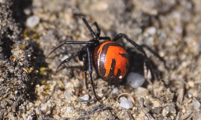 Latrodectus elegans