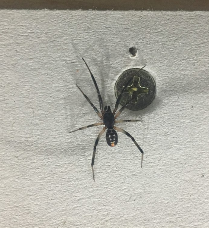 Steatoda capensis
