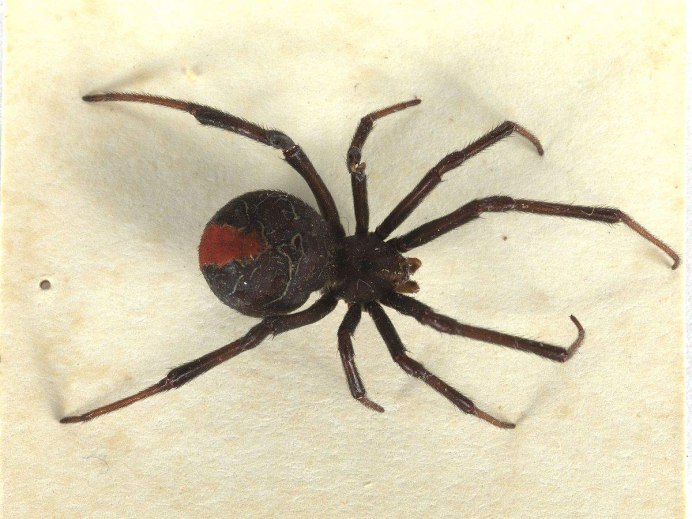 Latrodectus Katipo (паук)