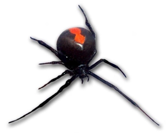 Вдова Бишопа / Latrodectus bishopi