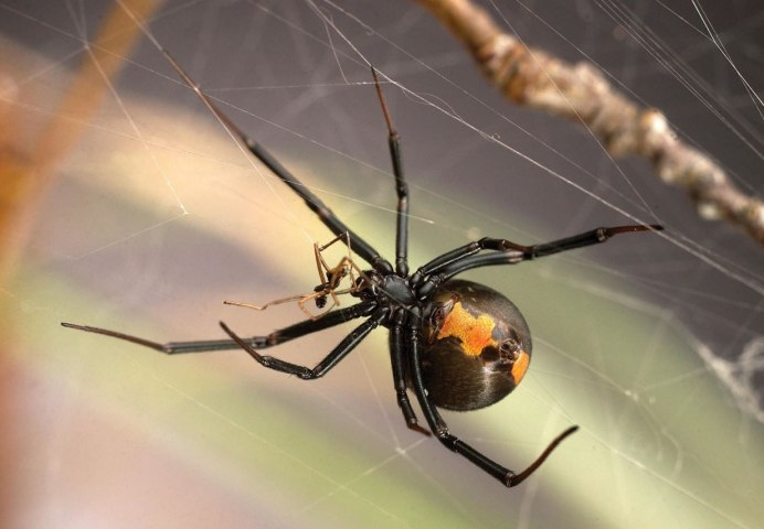 Tegenaria Agrestis