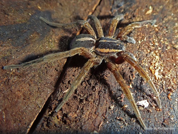 Паук Кубань Dolomedes