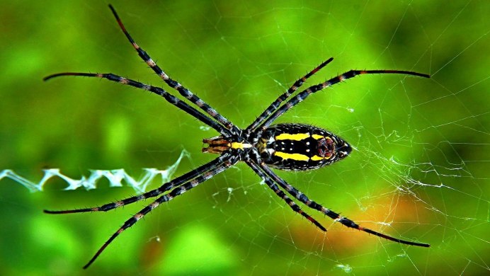 Latrodectus bishopi самец