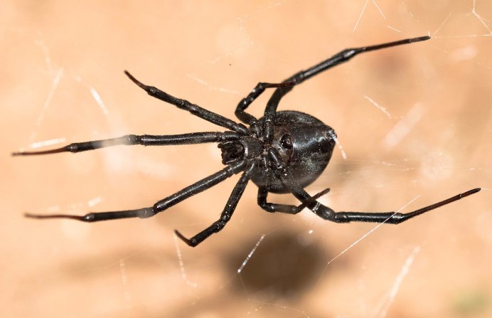 Latrodectus renivulvatus