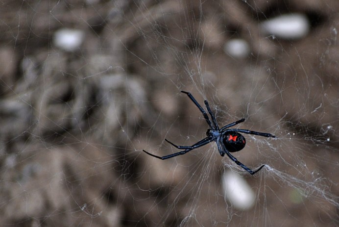 Latrodectus hasselti паук