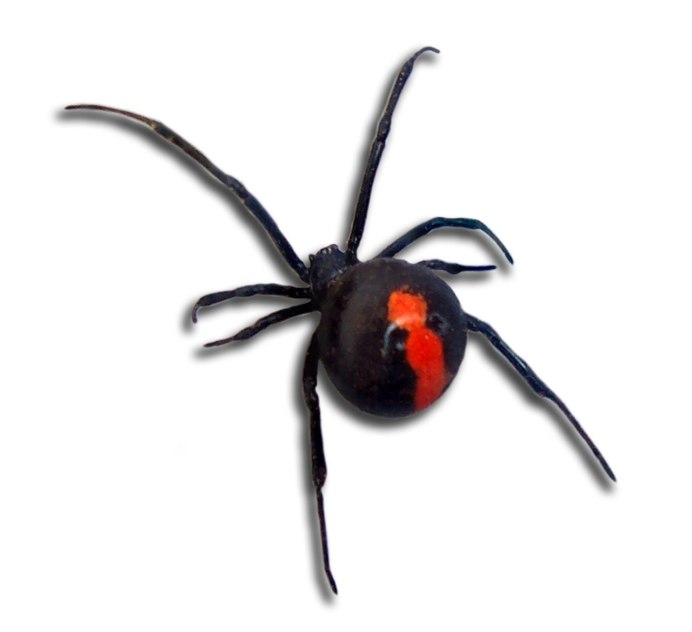 Паук австралийская вдова (красноспинный паук)(Latrodectus hasselti)