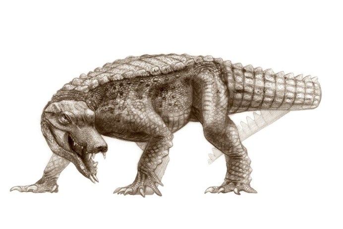 Araripesuchus wegeneri