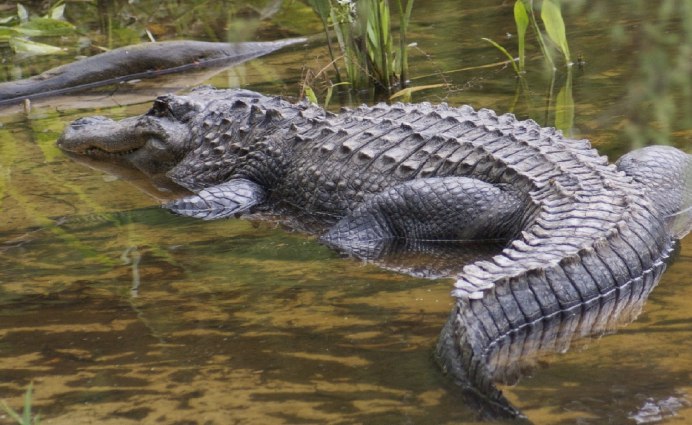 Baurusuchus albertoi