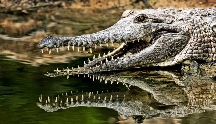 Thorbjarnarson's Crocodile