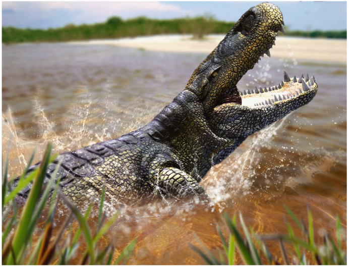 Baurusuchus albertoi