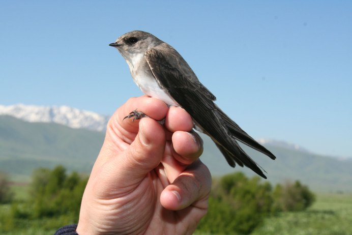 Белоголовый Орлан ареал