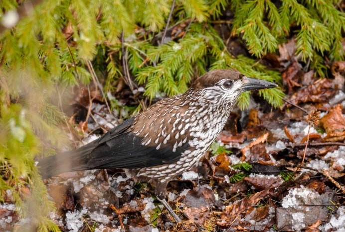 Полосатохвостый голубь