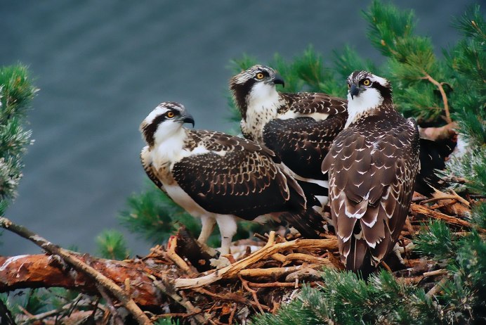 Рябчик Tetrastes bonasia