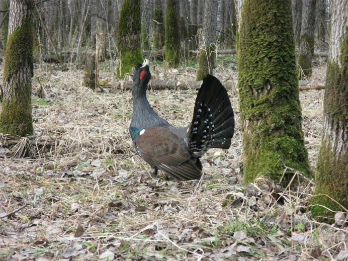 Обыкновенный Глухарь вес