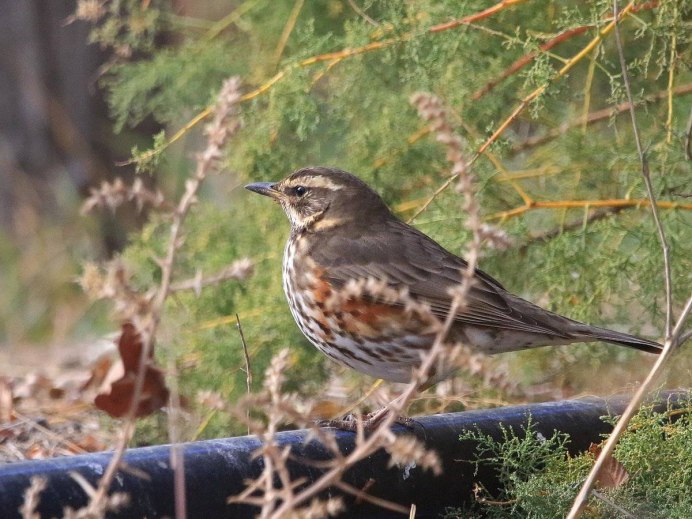 Белоголовый Орлан ареал