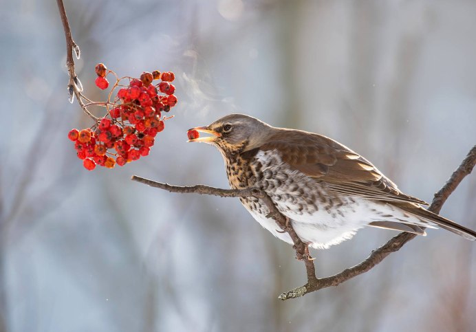 Японская завирушка