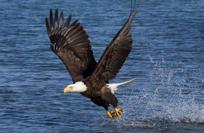 Китайский волчок (Yellow Bittern, Ixobrychus sinensis)
