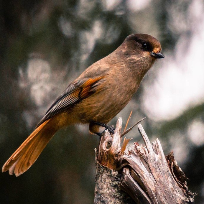 Ястребиный Сарыч