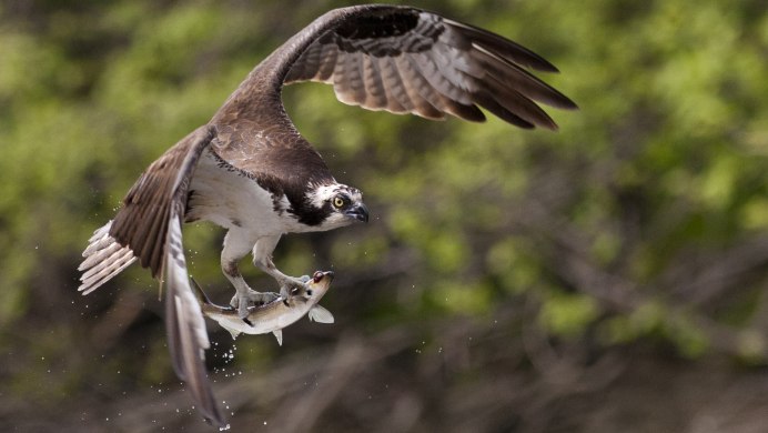 Accipiter gentilis альбинос