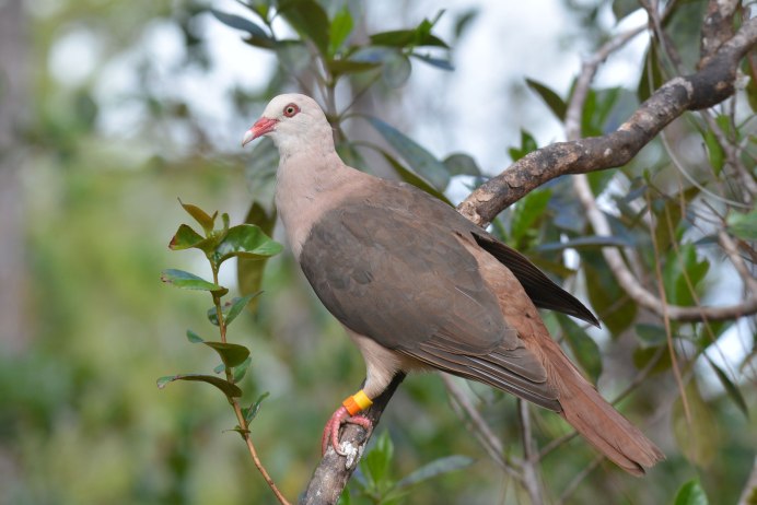 Большой серый Дрозд