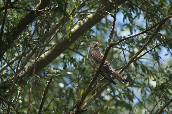 Вьюрки ареал
