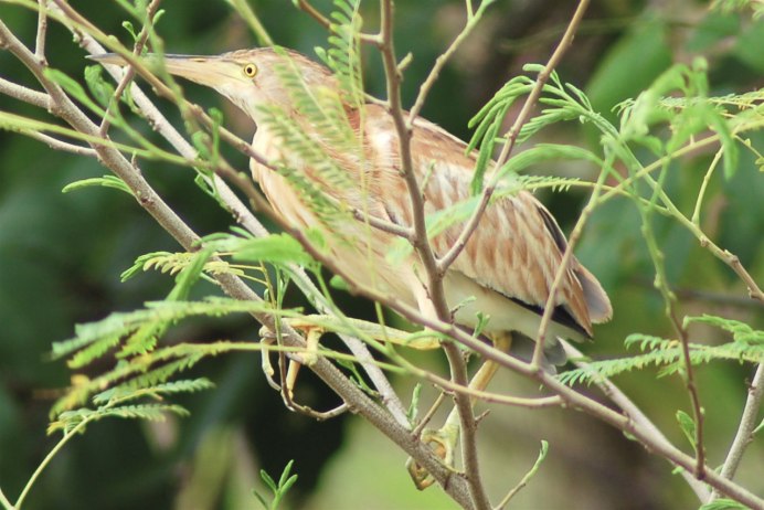 Африканский СИП птица