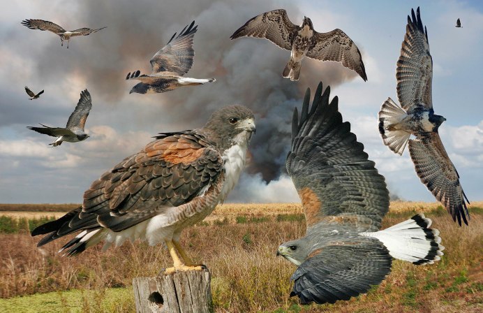 Скопы Pandion haliaetus ареал на карте