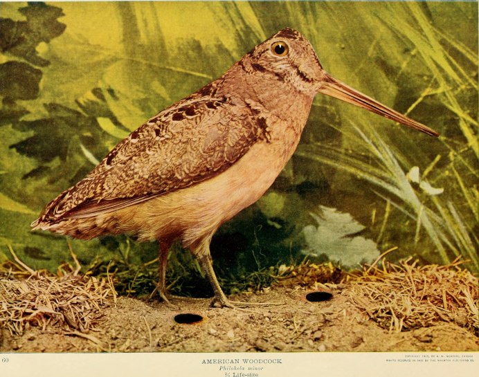 Рябчик в тайге