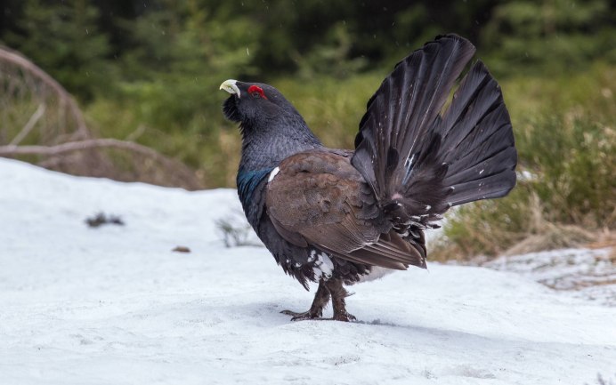 Дрозд-белобровик turdus iliacus