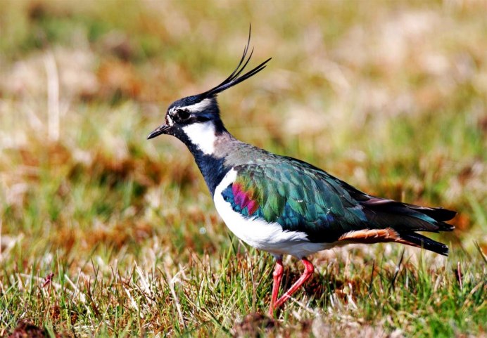 Зеленый дятел Желна